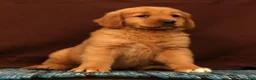 Golden Retriever dogs for sale: Grant - Ad 6