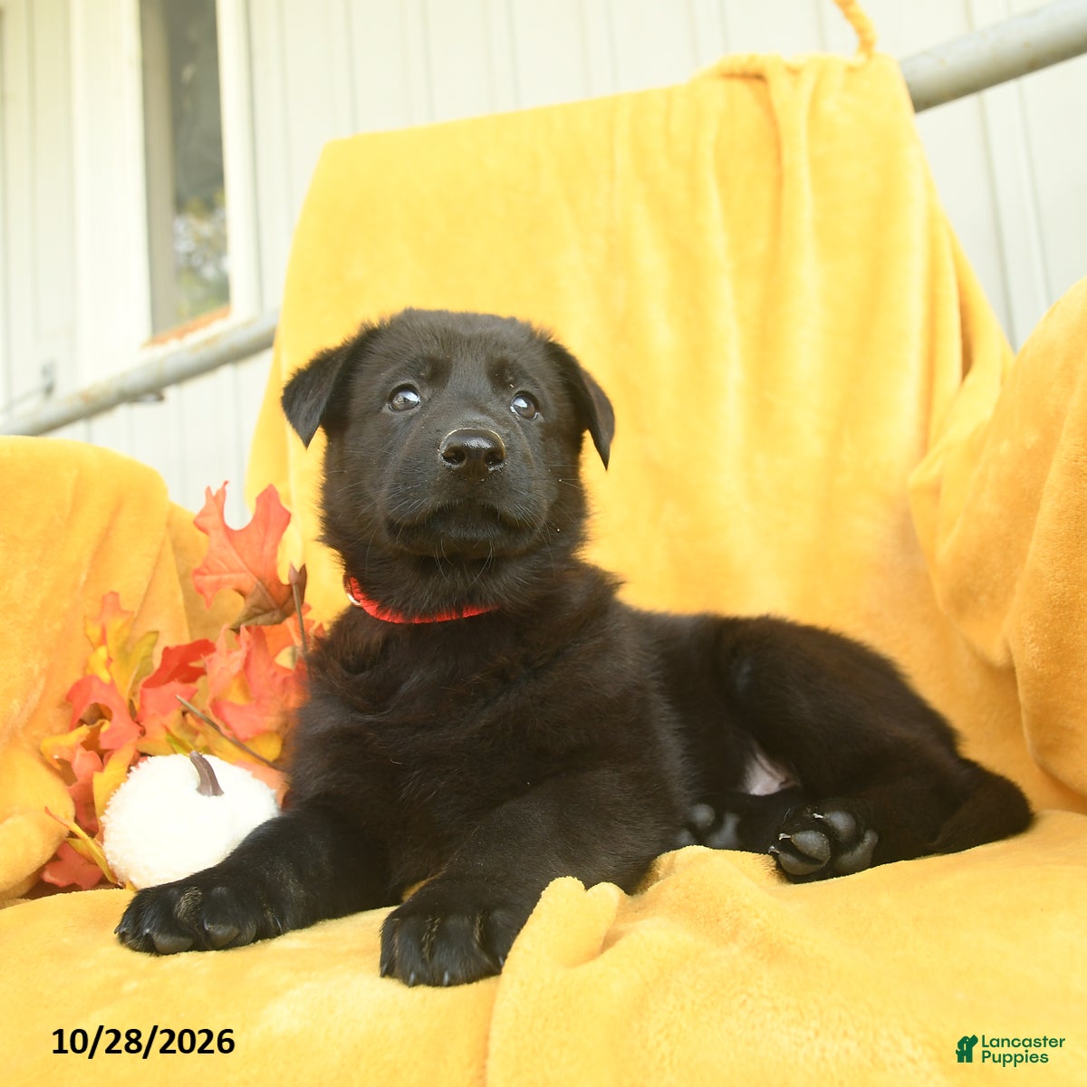 German Shepherd dogs for sale: Micah  - Ad 2