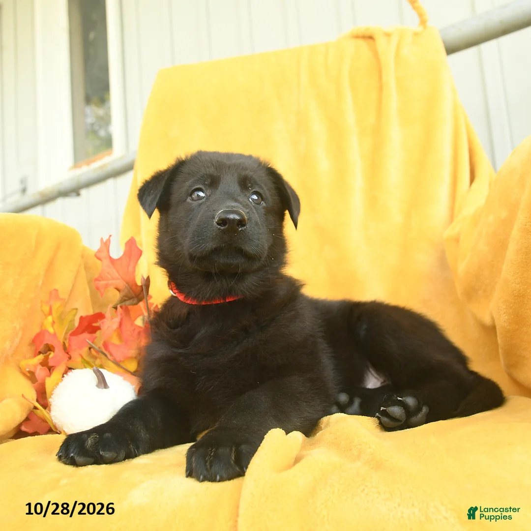 German Shepherd dogs for sale: Micah  - Ad 2