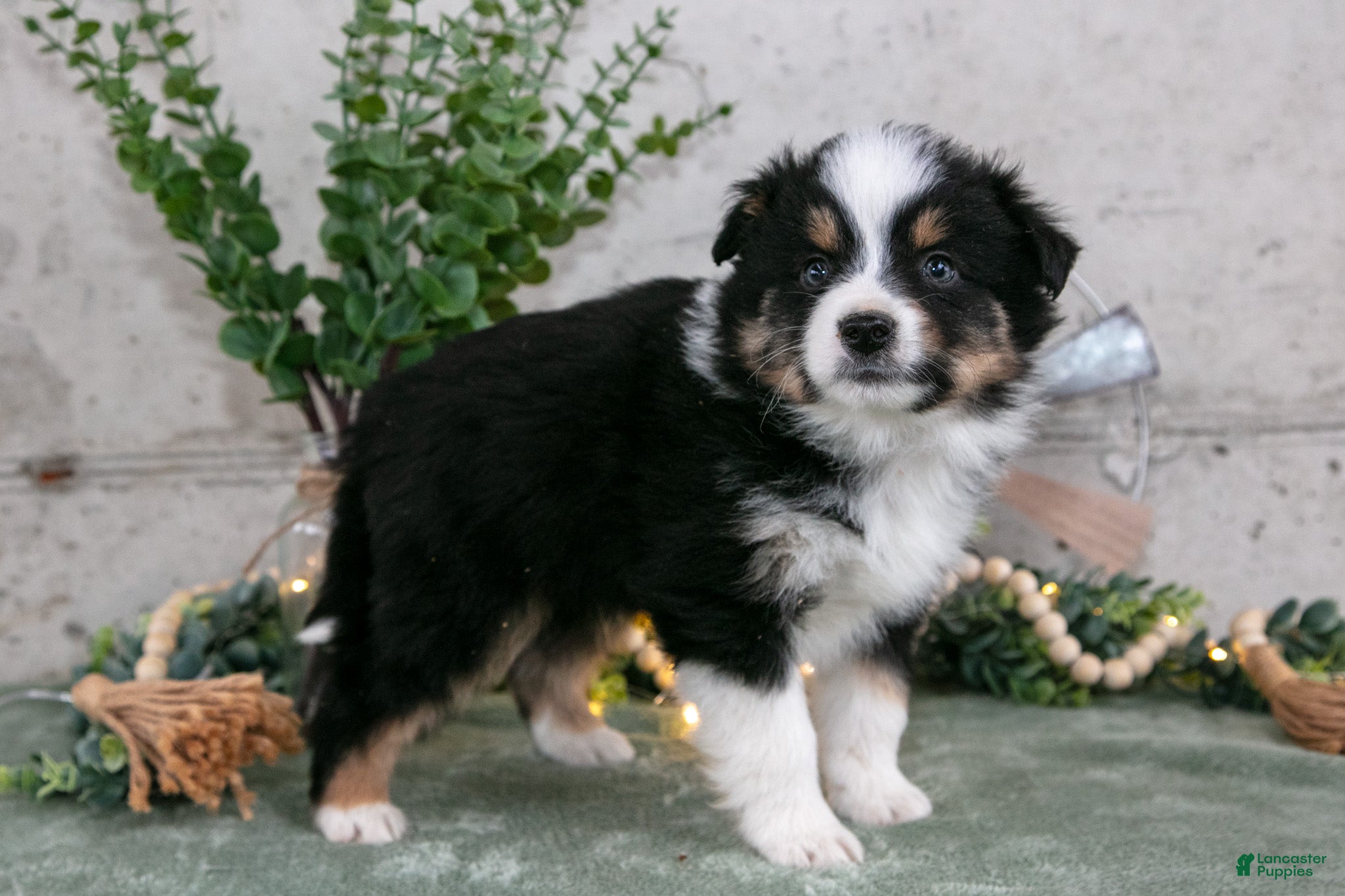 Australian Shepherd dogs Spencer - Ad 1