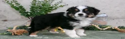 Australian Shepherd dogs for sale: Spencer - Ad 1