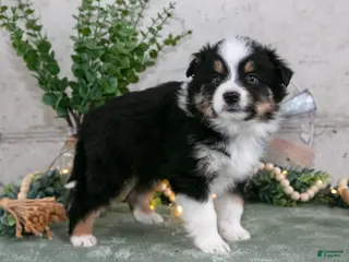 Australian Shepherd dogs for sale: Spencer - Ad 2