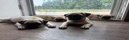 Pug dogs for sale: jessie orange collar - Ad 8