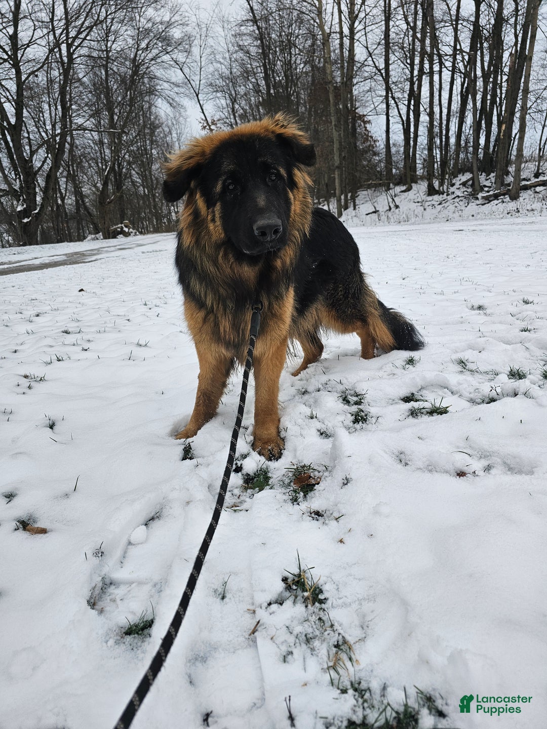 German Shepherd dogs for sale: Cannon - Ad 1