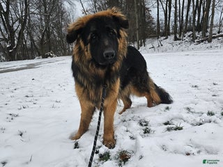 German Shepherd dogs Cannon - Ad 6