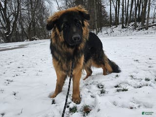 German Shepherd dogs Cannon - Ad 19