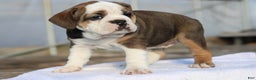 Mixed Breed dogs for sale: Sugar - Ad 2