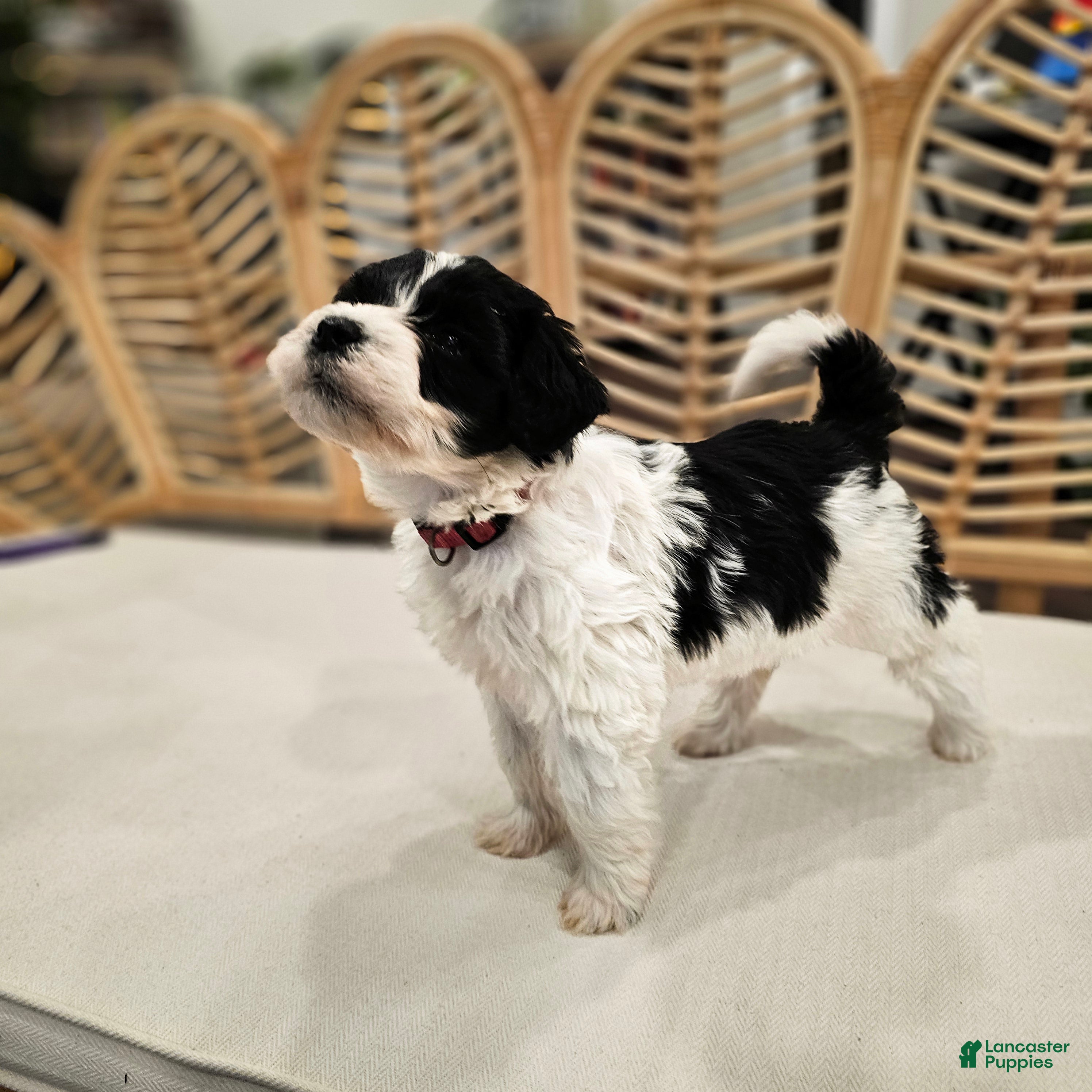 Portuguese Water Dog dogs Willow B. 🧡 - Ad 1