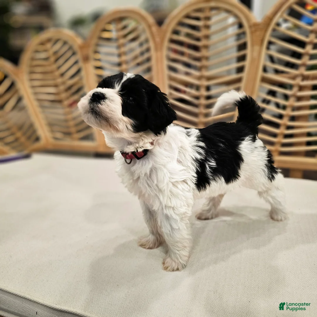 Portuguese Water Dog dogs for sale: Willow B. 🧡 - Ad 1