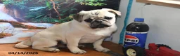 Pug dogs for sale: Donald - Ad 3