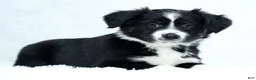 Miniature Australian Shepherd dogs for sale: Heather - Ad 4