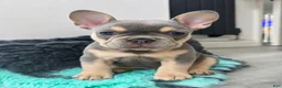 French Bulldog dogs for sale: Manny - Ad 2