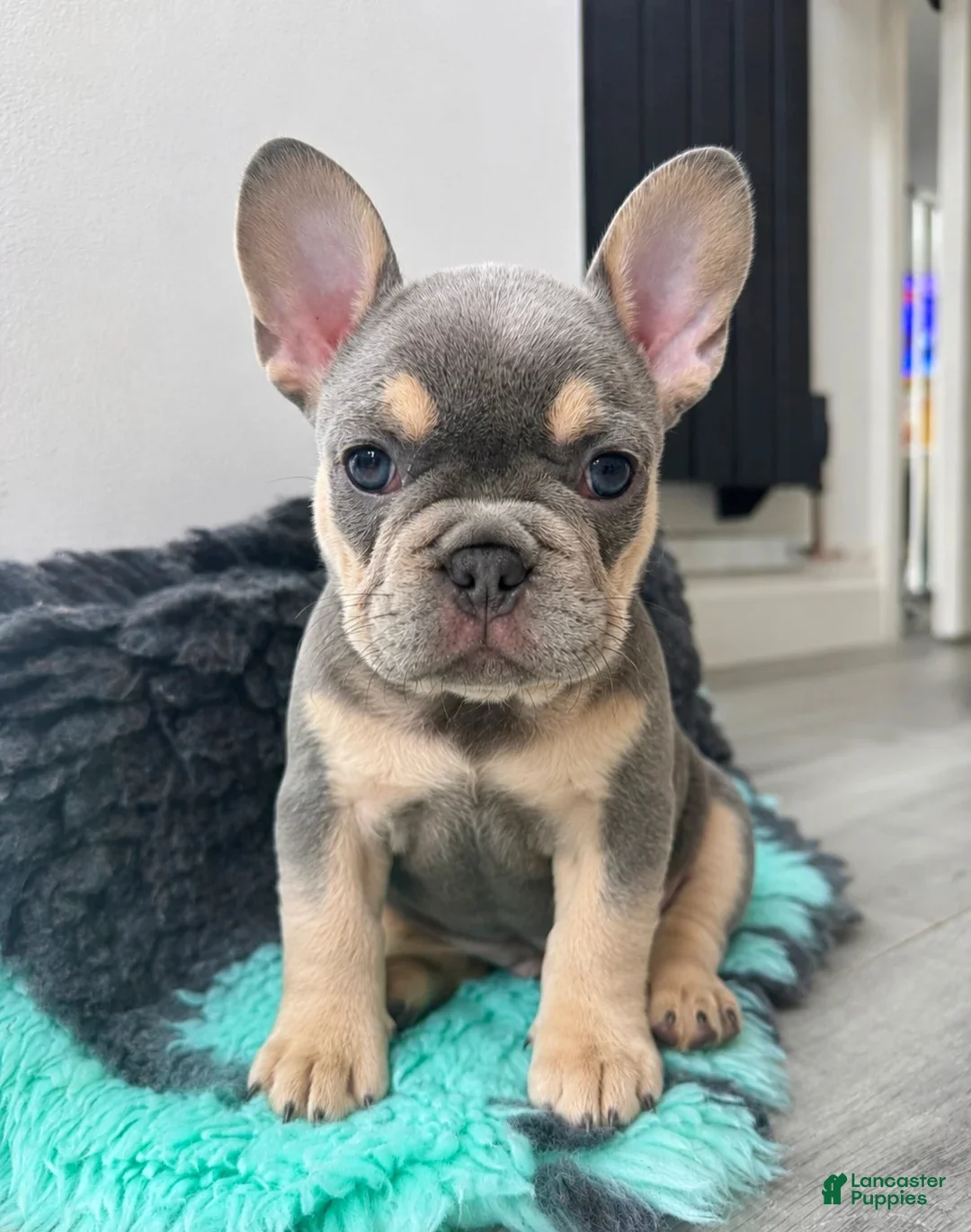 French Bulldog dogs for sale: Manny - Ad 2