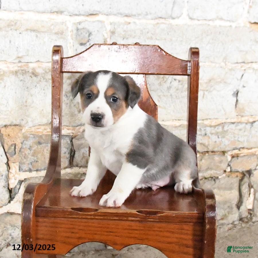 Mini Aussiedoodle dogs Chip - Ad 41