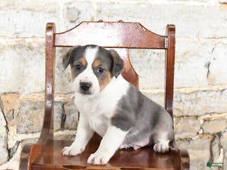 Mini Aussiedoodle dogs Chip - Ad 42