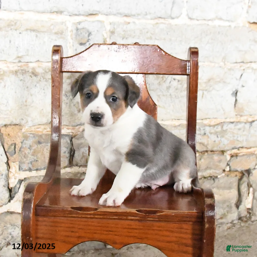 Mini Aussiedoodle dogs for sale: Chip - Ad 1