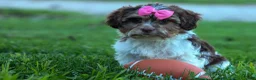 Teddy Bear dogs for sale:  Olive 🎀 - Ad 4