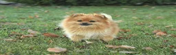 Pomeranian dogs for sale: Denver SPECIAL NEEDS - Ad 6