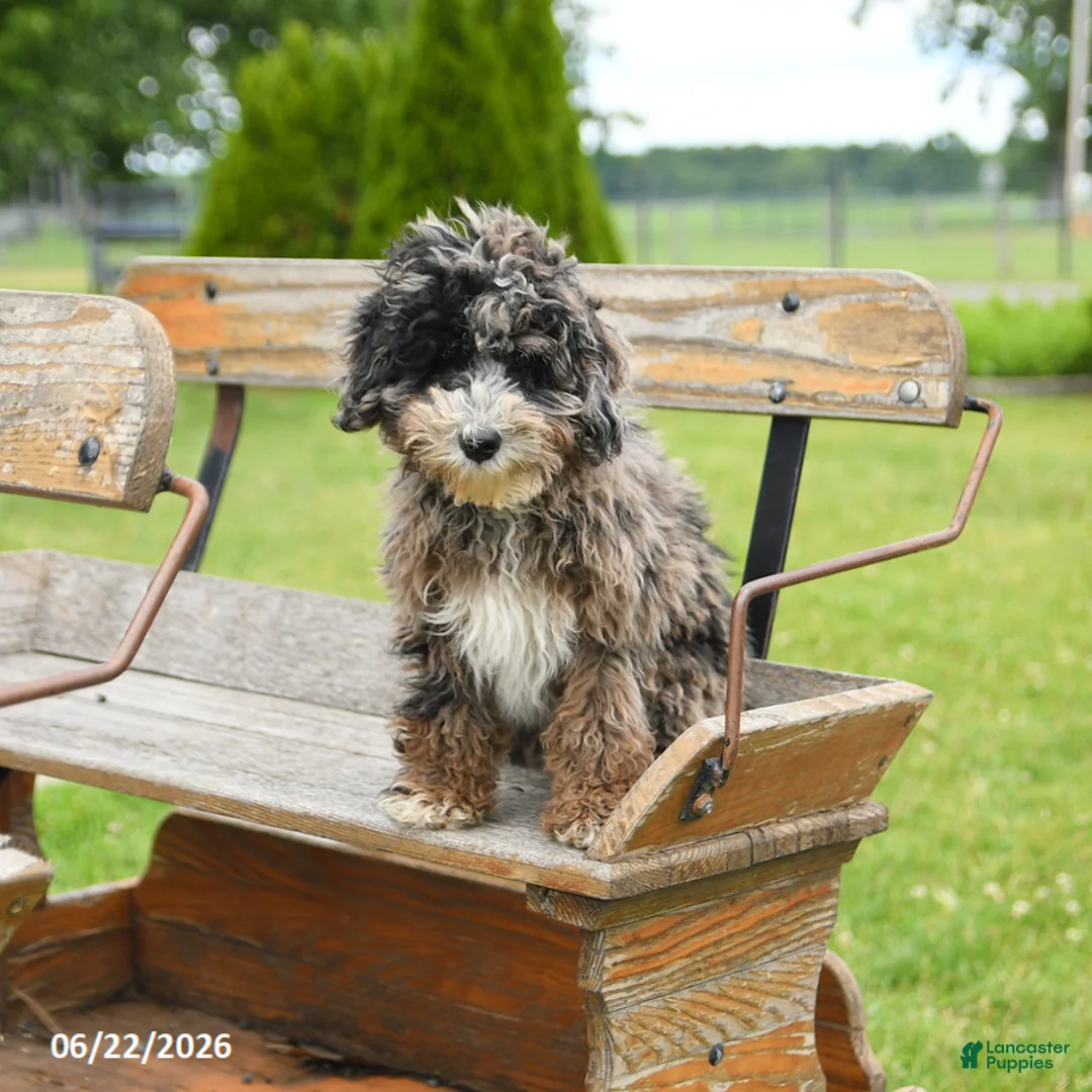 Goldendoodle dogs for sale: Hudson - Ad 2