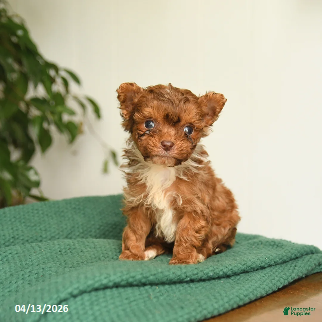 Pomapoo dogs for sale: Lucky - Ad 1