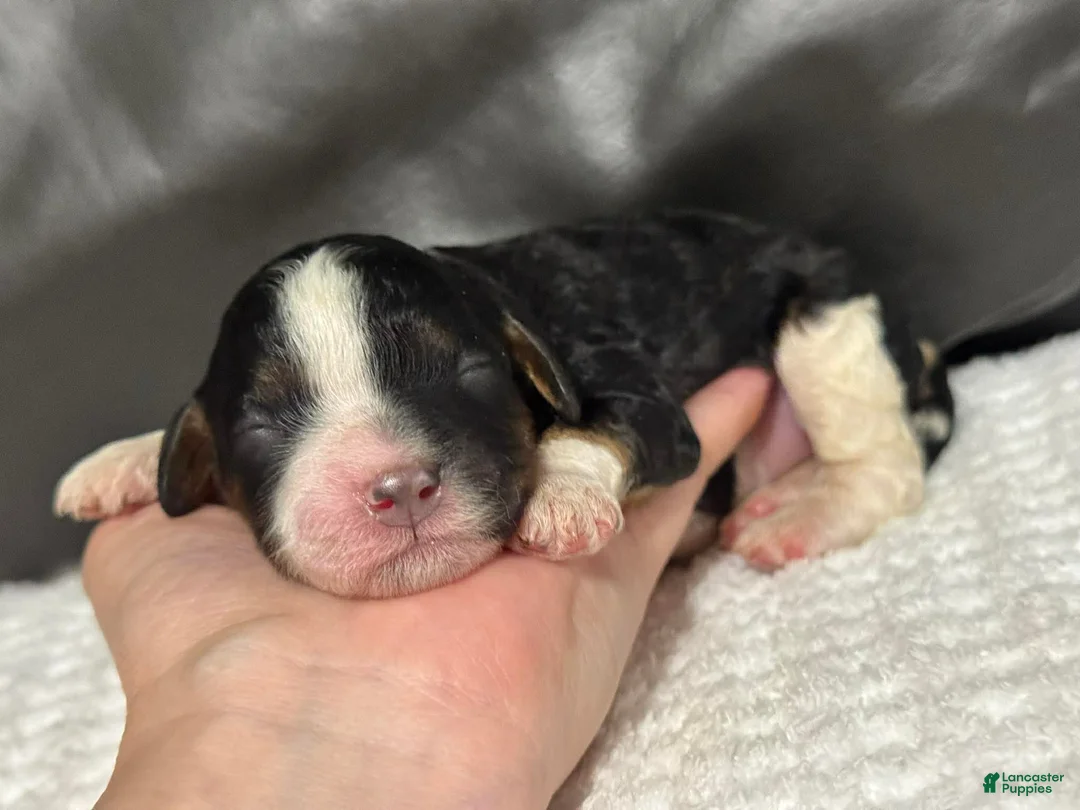 Cavapoo dogs for sale: Mia - Ad 2