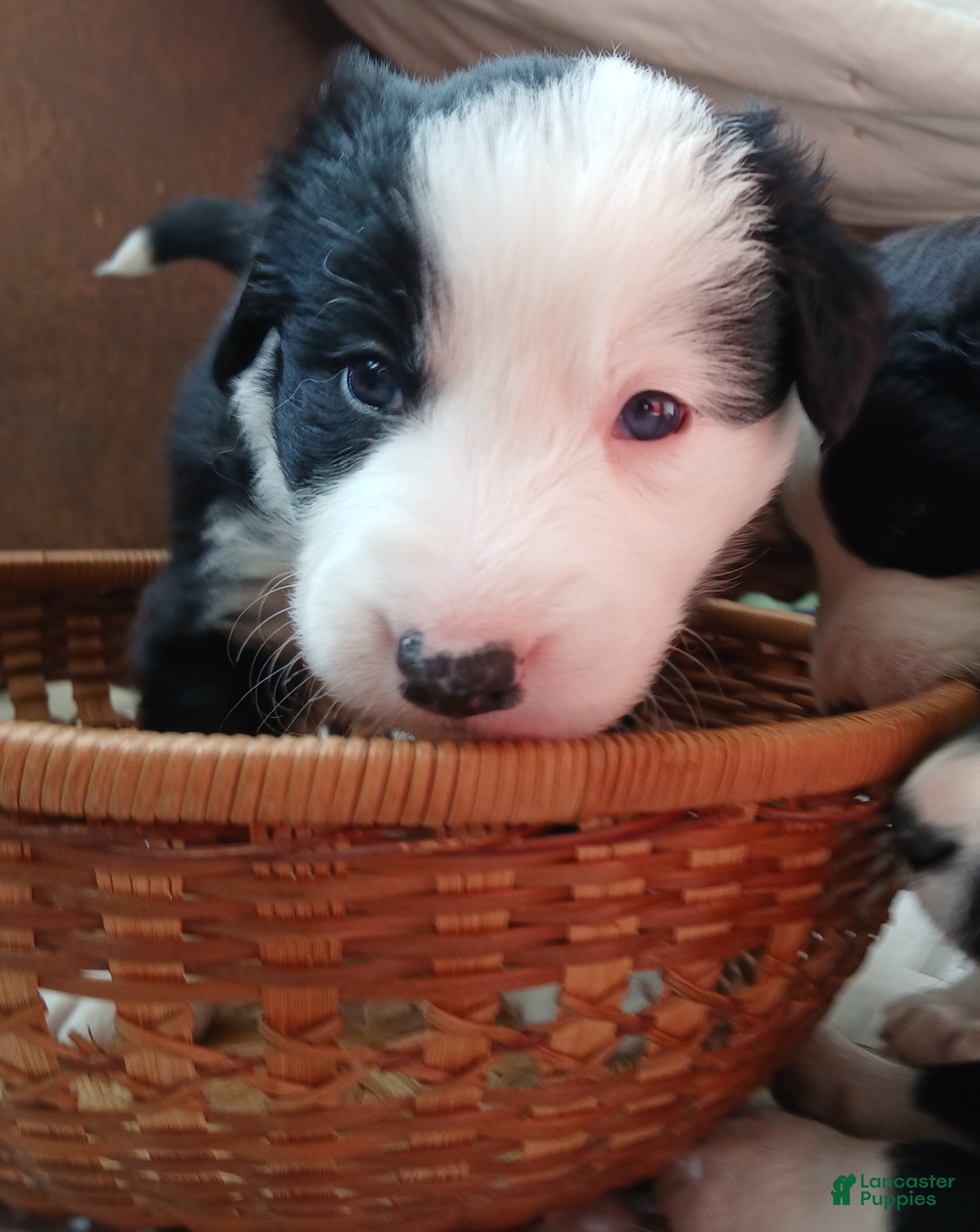 Mixed Breed dogs Border Collie Blend - Black and White - Ad 27