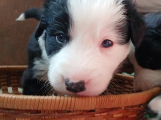 Mixed Breed dogs Border Collie Blend - Black and White - Ad 36