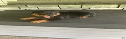 Rottweiler dogs for sale: Abby - Ad 4