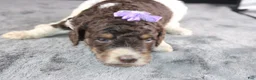 Standard Poodle dogs for sale: Loretta L - Ad 10