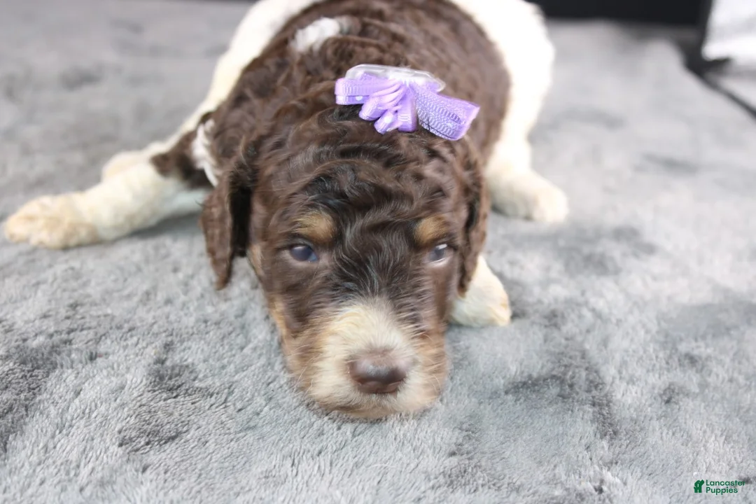 Standard Poodle dogs for sale: Dolly P - Ad 19