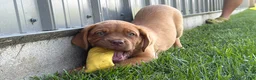 Dogue De Bordeaux dogs for sale: Babbles  - Ad 4