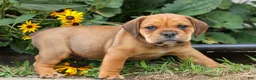Beabull dogs for sale: Arthur - Ad 6