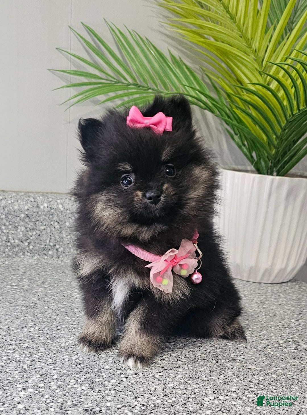 Pomeranian dogs for sale: Jazzy  - Ad 4