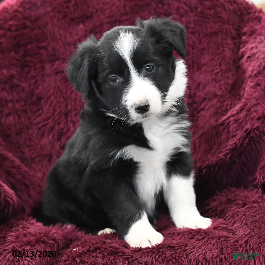Border Collie dogs for sale: Rocky - Ad 3