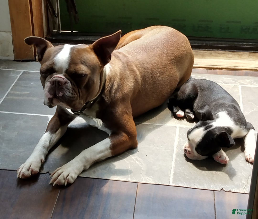 Boston Terrier dogs for sale: Boston Terrier Puppy 2 - Ad 3