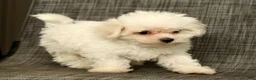 Maltese dogs for sale: Leo - Ad 4