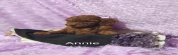 Cavapoo dogs for sale: Cavapoo F1b 9 Annie - Ad 11