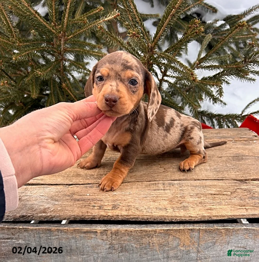 Miniature Dachshund dogs for sale: Cassidy - Ad 3