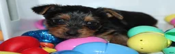 Yorkshire Terrier dogs for sale: Little  - Ad 3