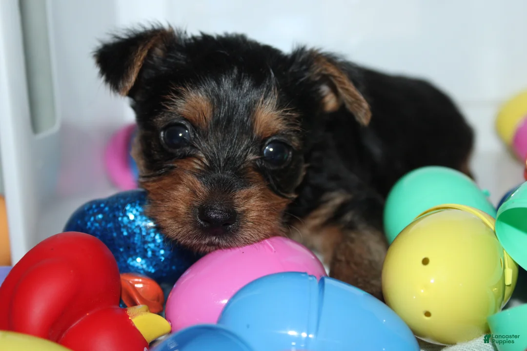 Yorkshire Terrier dogs for sale: Little  - Ad 3