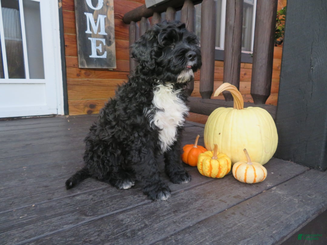 Portuguese Water Dog dogs for sale: Cody - Ad 6