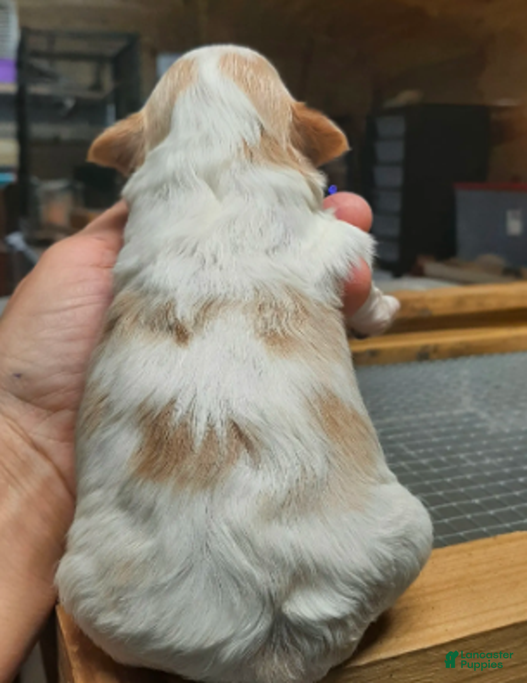 Shihpoo dogs for sale: Fawn/white F3 - Ad 1