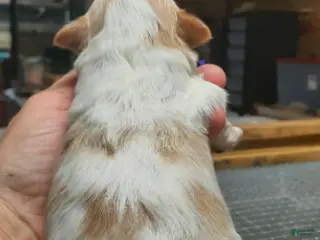 Shihpoo dogs Fawn/white F3 - Ad 16