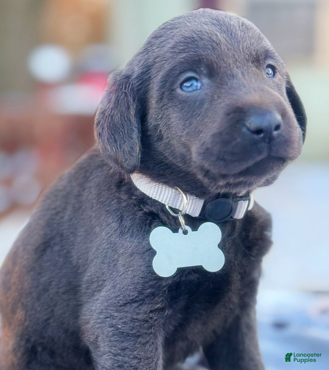 Labrador Retriever dogs for sale: Labrador Retriever Puppy 1 - Ad 15