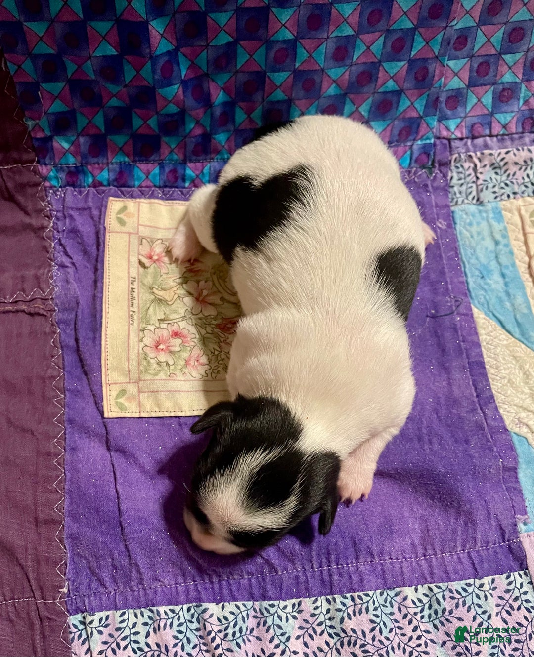 Chihuahua dogs for sale: Lucille - Ad 9