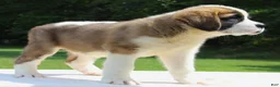 Saint Bernard dogs for sale: Minnie - AKC Champion Bloodlines - Ad 3