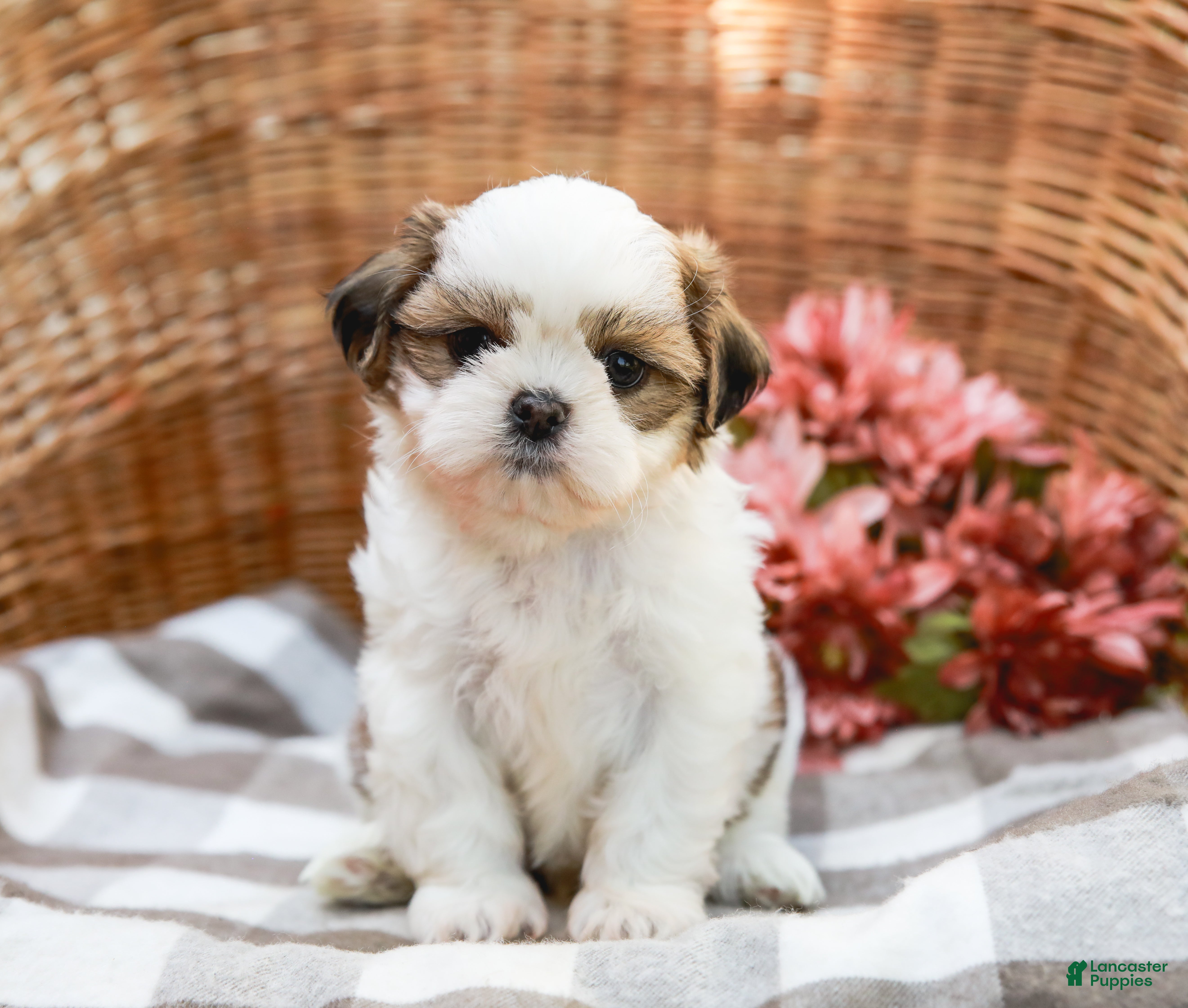 Shih Tzu dogs Anthony - Ad 2