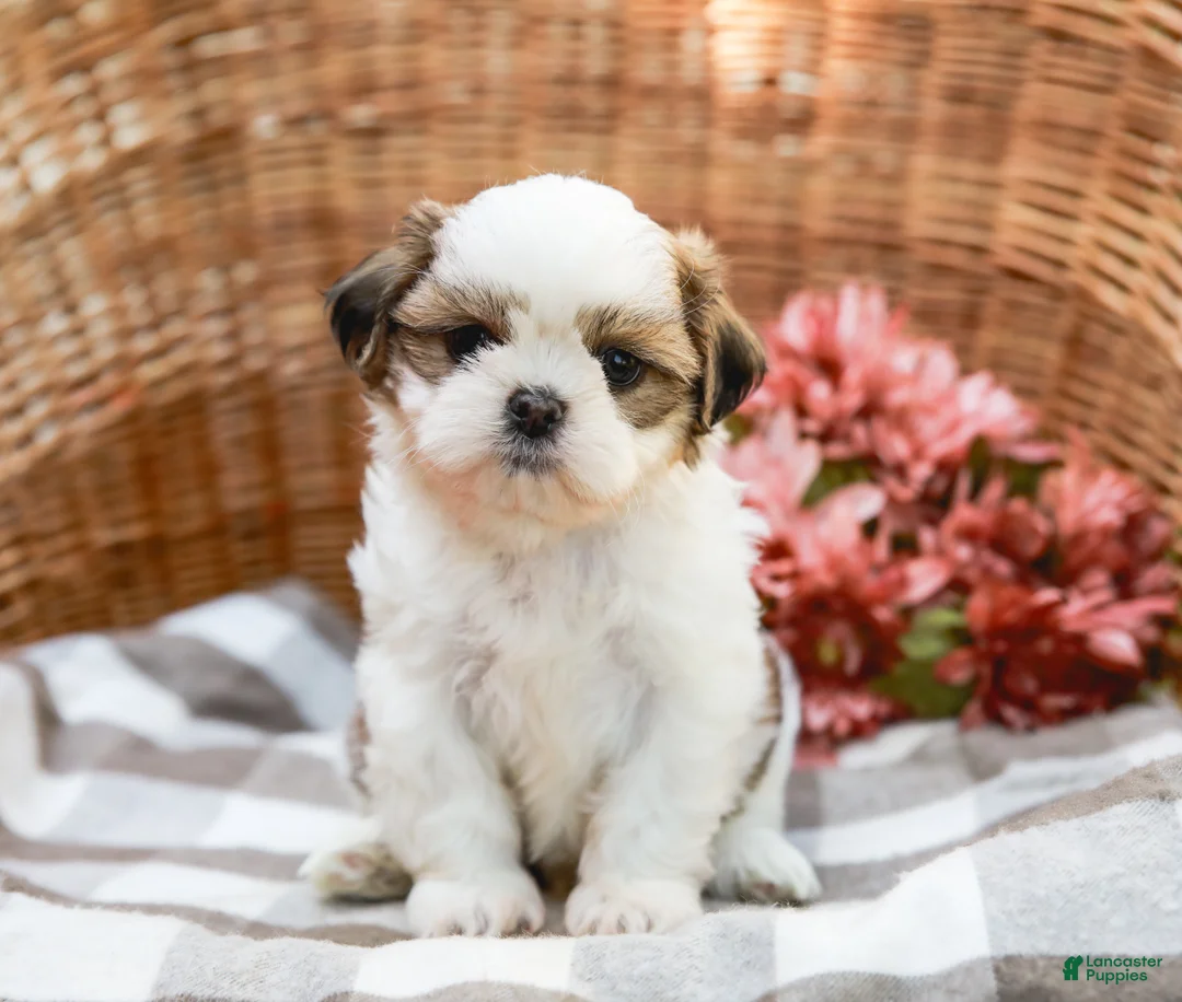 Shih Tzu dogs for sale: Anthony - Ad 2