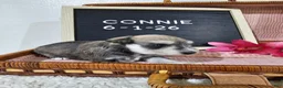 Miniature Schnauzer dogs for sale: Connie - Ad 5