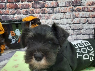 Miniature Schnauzer dogs - Ad 31